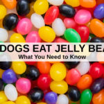 Can jelly beans hurt my dog?