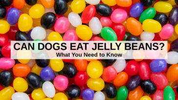 Can jelly beans hurt my dog?
