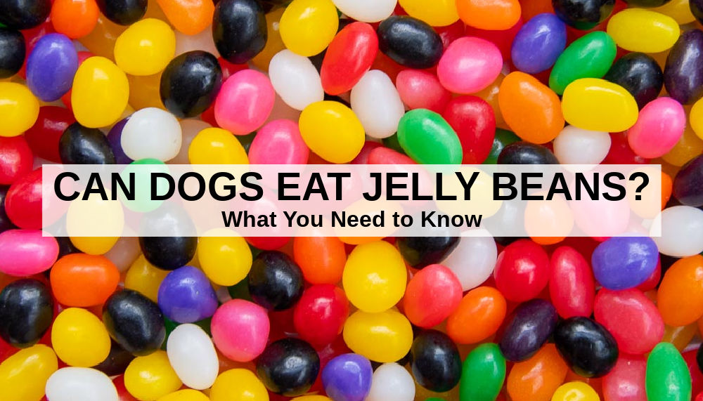 Can jelly beans hurt my dog?