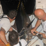 Can mercury in tuna kill you?