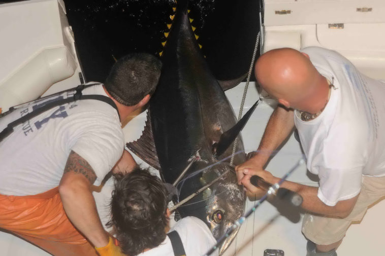 Can mercury in tuna kill you?