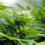 Can moldy buds be saved?