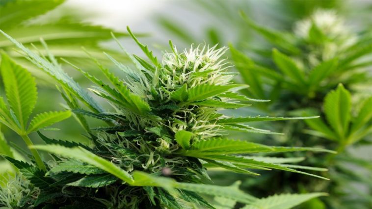 Can moldy buds be saved?