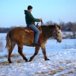 Can mules breed with horses?