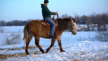 Can mules breed with horses?