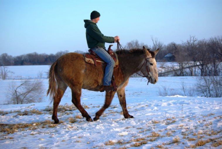 Can mules breed with horses?