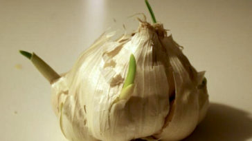 Can old garlic make you sick?