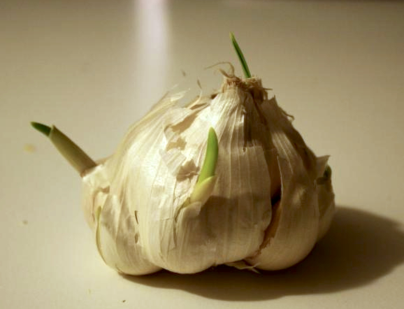 Can old garlic make you sick?