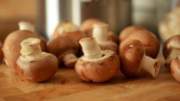 Can oyster mushrooms be eaten raw?