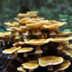 Can oyster mushrooms make you sick?