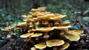 Can oyster mushrooms make you sick?