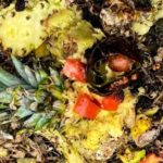Can pineapple go in compost?