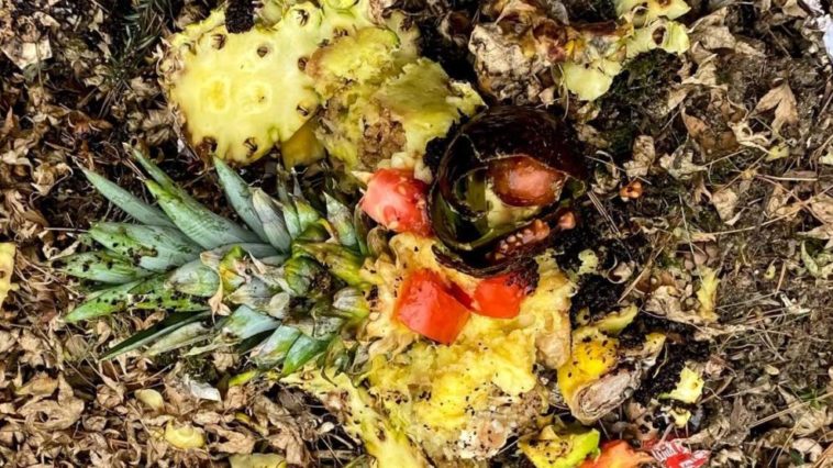 Can pineapple go in compost?