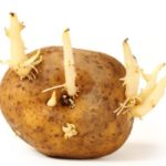 Can potato sprouts kill you?