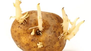 Can potato sprouts kill you?