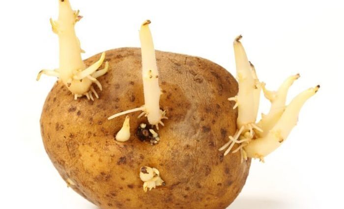 Can potato sprouts kill you?