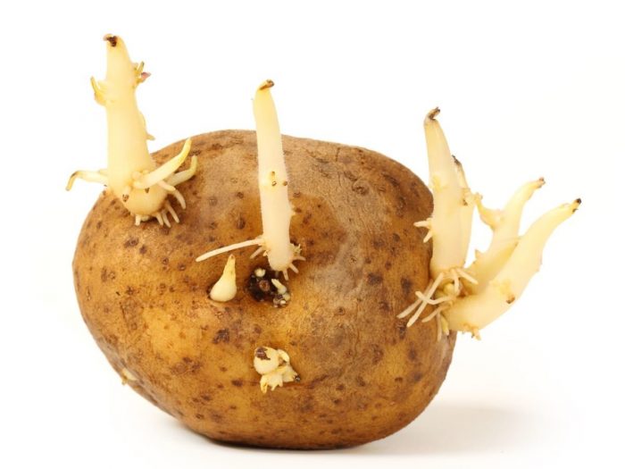 Can potato sprouts kill you?