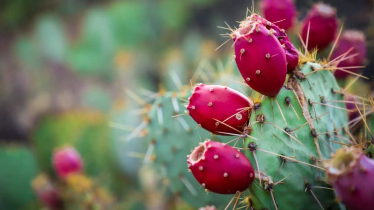 Can prickly pear make you sick?