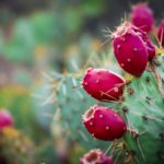 Can prickly pear make you sick?