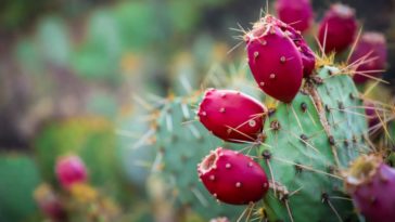 Can prickly pear make you sick?