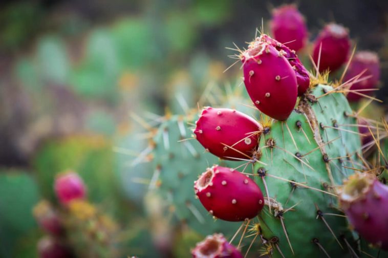 Can prickly pear make you sick?