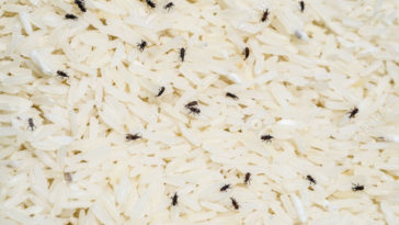 Can rice weevils eat through plastic?