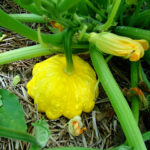 Can squash get too big?