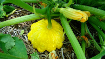 Can squash get too big?