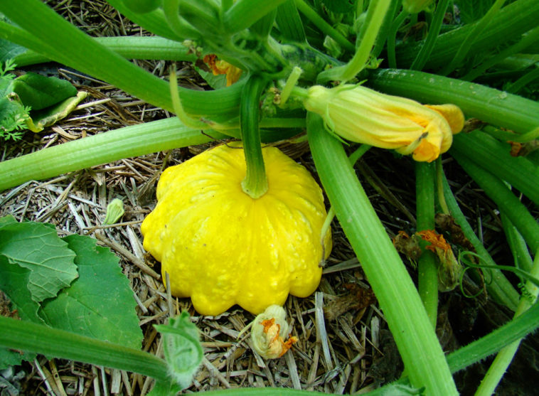 Can squash get too big?