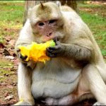 Can we eat monkey fruit?