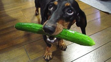 Can we feed Marie biscuits to dogs?