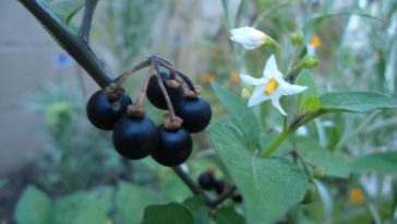 Can wild blueberries be poisonous?