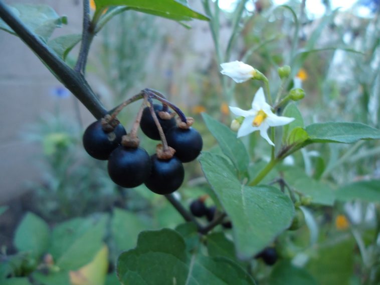 Can wild blueberries be poisonous?