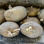 Can you be poisoned by potatoes?