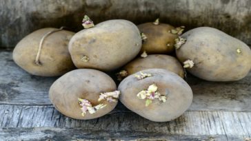 Can you be poisoned by potatoes?