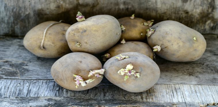Can you be poisoned by potatoes?