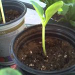 Can you bury leggy squash seedlings?