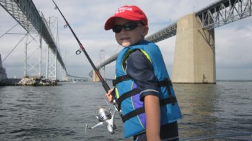 Can you catch lobster in Chesapeake Bay?