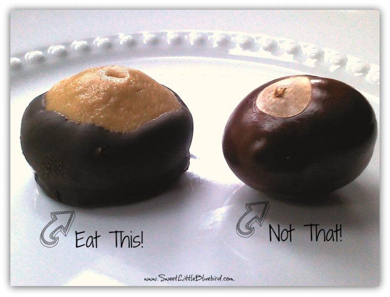 Can you eat Buckeyes?