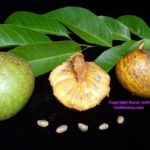 Can you eat Florida pond apple?