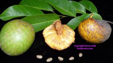 Can you eat Florida pond apple?