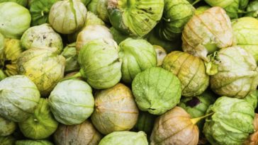 Can you eat Underripe tomatillos?