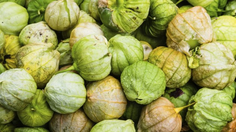 Can You Eat Underripe Tomatillos