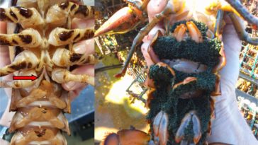 Can you eat a female lobster with eggs?