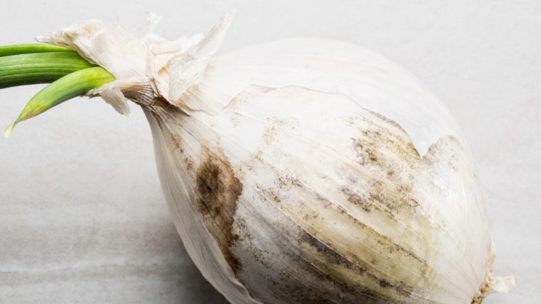 Can you eat a moldy onion?