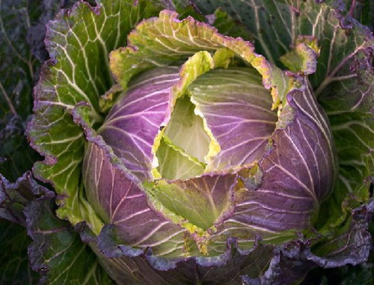 Can you eat all of a savoy cabbage?