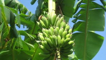 Can you eat bananas off banana tree?
