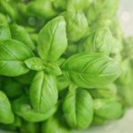Can you eat basil leaves Raw?