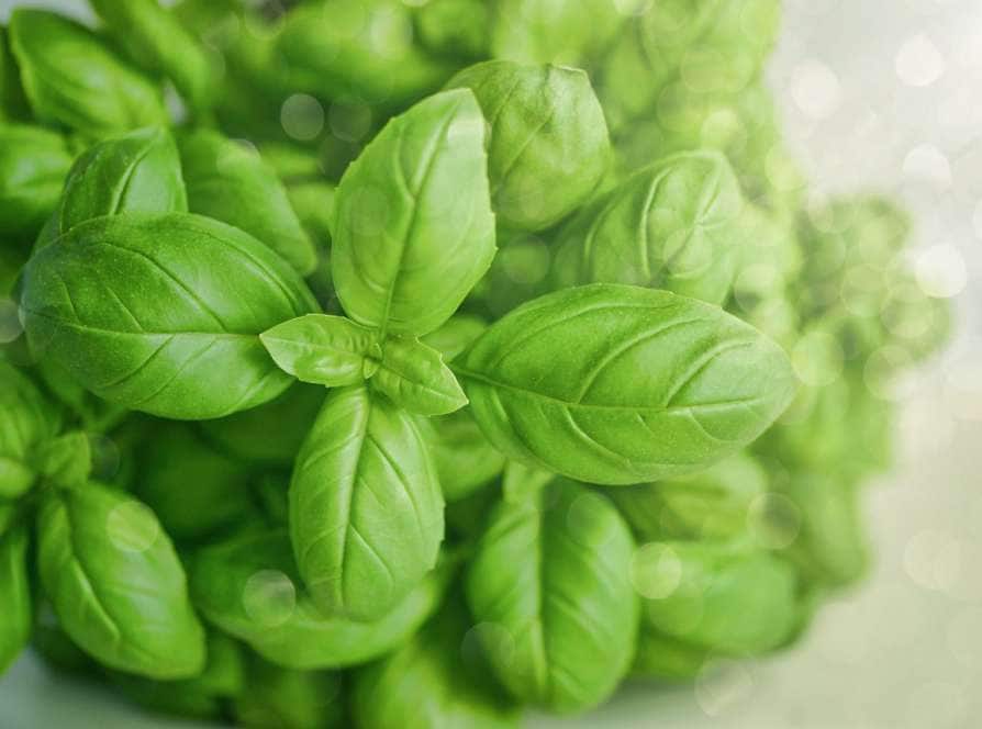 Can you eat basil leaves Raw?