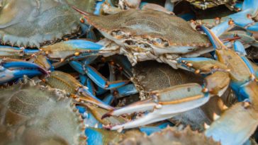 Can you eat blue crabs after they die?